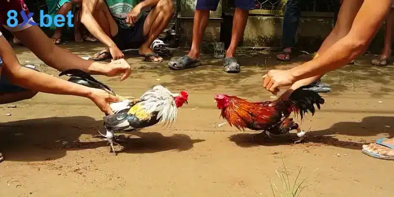 Bí Quyết Cá Cược Đá Gà Thomo Tăng Cơ Hội Chiến Thắng Những trận đấu đá gà Thomo mang lại sự kịch tính và cơ hội làm giàu cho nhiều người